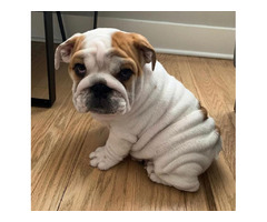 friendly male english bulldog puppy for adoption