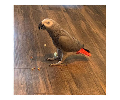 beautiful  African Grey parrot  for adoption